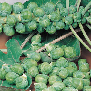 Close-up of Roodnerf Brussels sprouts on stalks showing plump green sprouts and leaves on a brown background