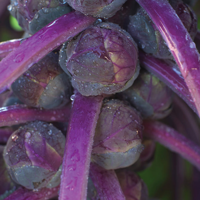 Close-up of Redarling Brussels sprouts on stalk showing purple stems and firm purple-green sprouts with water droplets