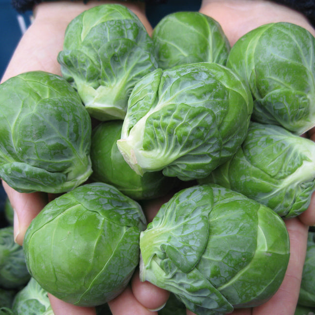 Close-up of Marte Brussels sprouts showing firm blue-green 1 to 1 1/2 inch button heads held in hands
