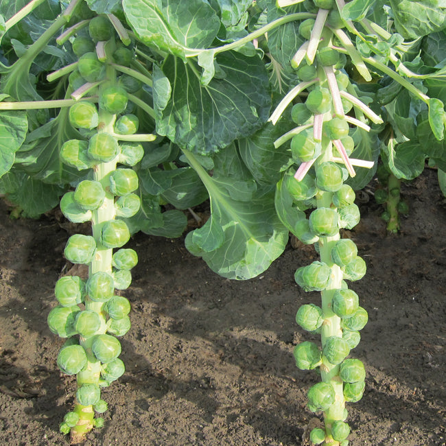 Close-up of Marte Brussels sprout stalks showing blue-green 1 to 1 1/2 inch sprouts along tall stems with soil background
