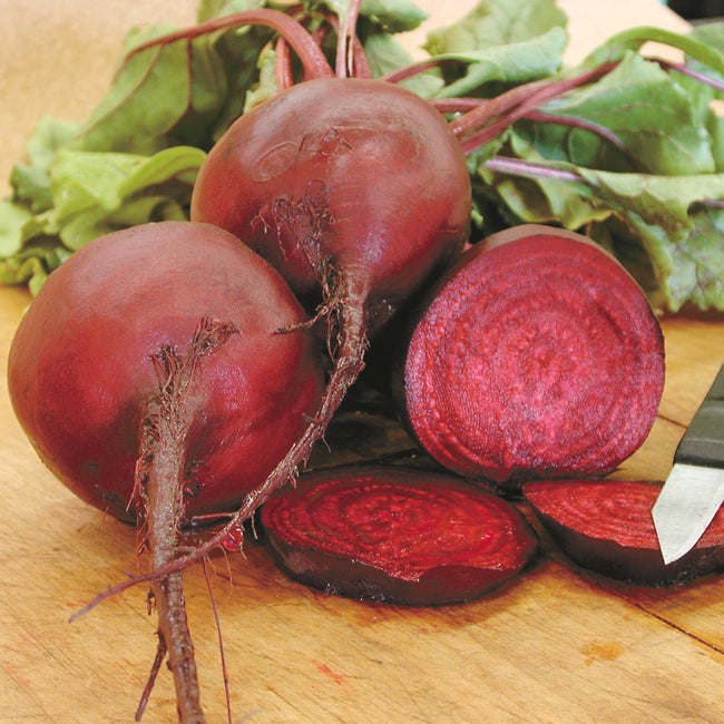 Close-up of Early Wonder Tall Top beet showing deep red globe and tall glossy leaves on white background