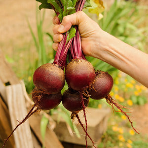 Close-up of Early Wonder Tall Top beets showing three deep-red globes with tall glossy green tops held by a hand against a garden background