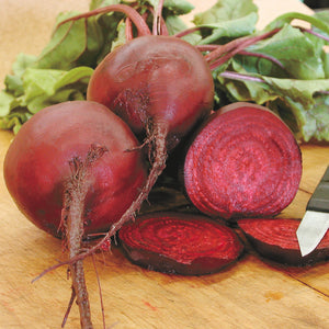 Close-up of Early Wonder Tall Top beet showing deep red globe and tall glossy leaves on white background
