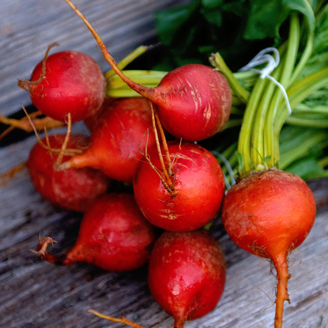Close-up of Boldor beet roots showcasing golden-yellow round roots and light green tops on white background