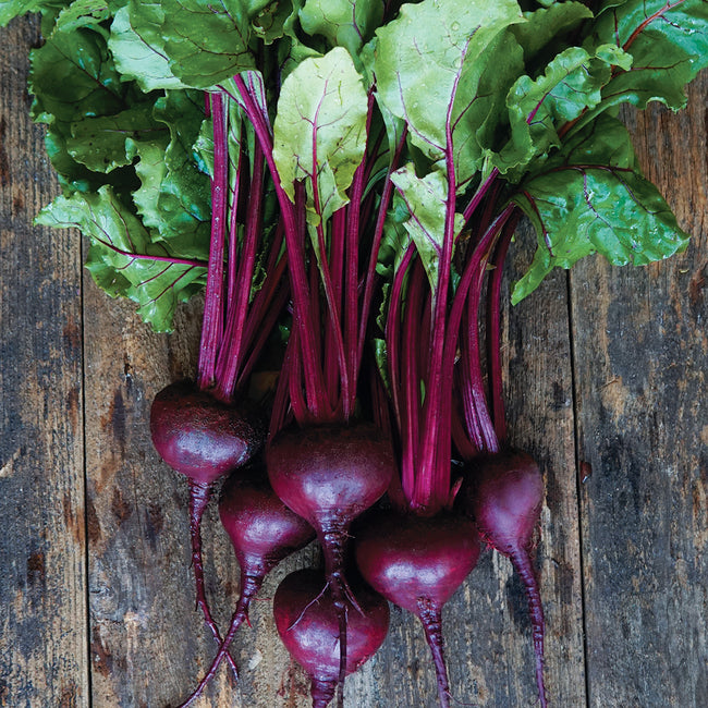 Front view of Red Ace beets showcasing smooth round deep-red roots and bright green tops on wooden background