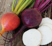 Close-up of Autumn Harvest Blend beet roots showing red, gold, and white varieties with green tops on white background