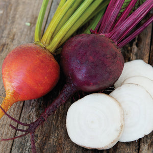 Close-up of Autumn Harvest Blend beet roots showing red, gold, and white varieties with green tops on white background