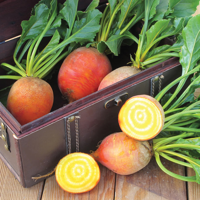 TOUCHSTONE GOLD-BEET