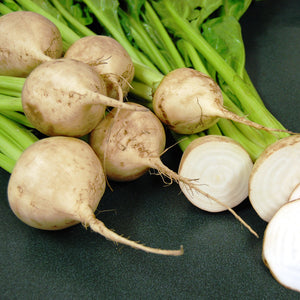 Close-up of Avalanche beet showing round snow-white roots with green tops on white background