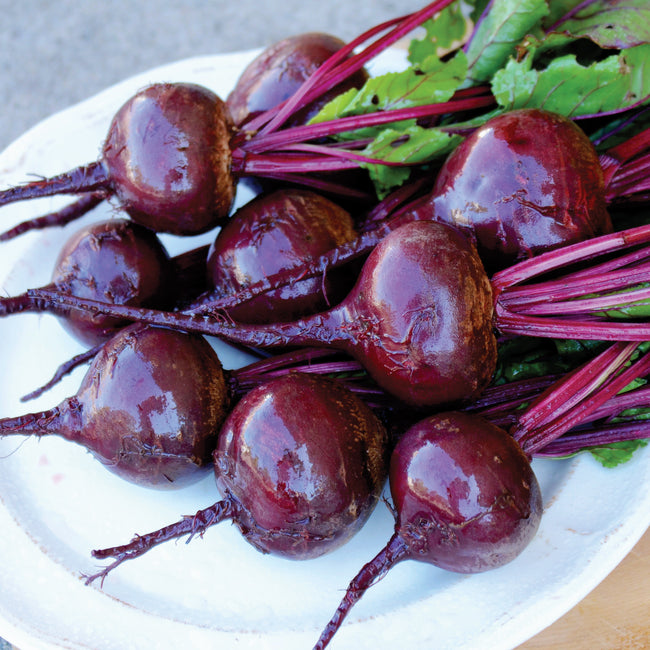 ZEPPO-BEET