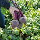 Close up of Bohan beet roots showing smooth, globe-shaped red roots with green tops in garden soil