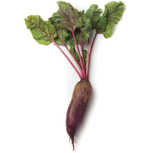 Front view of Carillon beet showing slender elongated dark-red root with green tops on white background