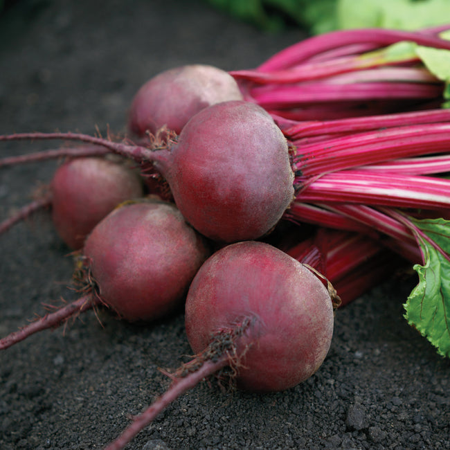 AZUMA-BEET