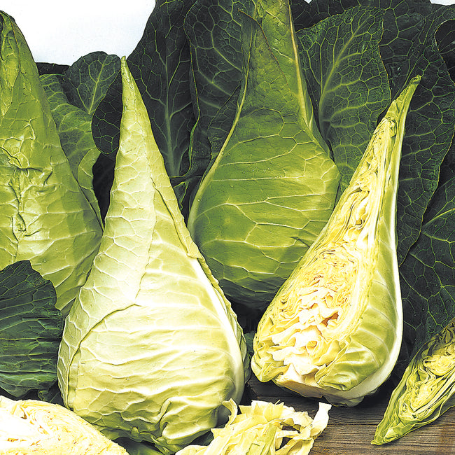 FILDERKRAUT-CABBAGE