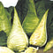Close-up of Filderkraut cabbage head showing light green teardrop-shaped head with pointed tip and upright outer leaves