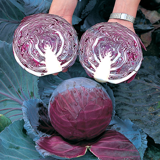PRIMERO-CABBAGE