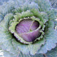 Top view of Deadon cabbage head showcasing purple center and slate blue semi savoyed outer leaves on soil background