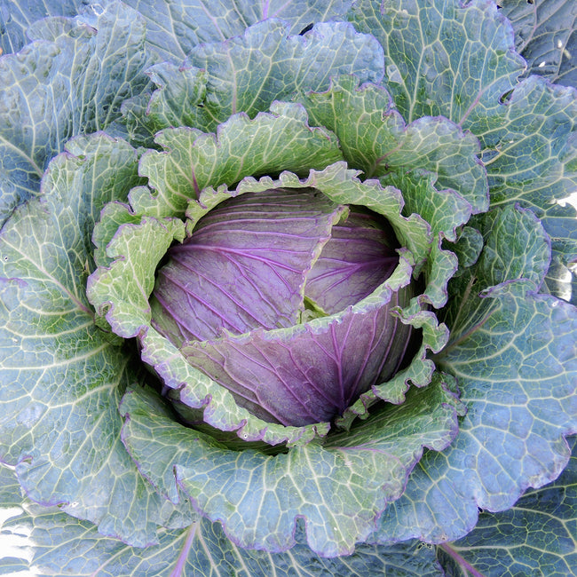 Top view of Deadon cabbage head showcasing purple center and slate blue semi savoyed outer leaves on soil background