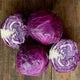 RUBY BALL IMPROVED-CABBAGE