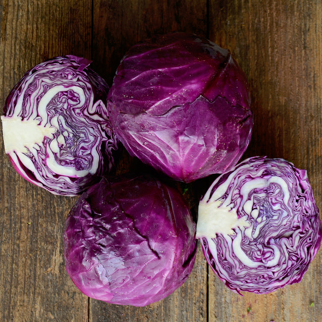 RUBY BALL IMPROVED-CABBAGE