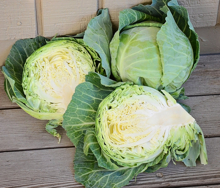 Front view of Quick Start cabbage heads, two whole and one halved showing dense pale interior on wooden surface