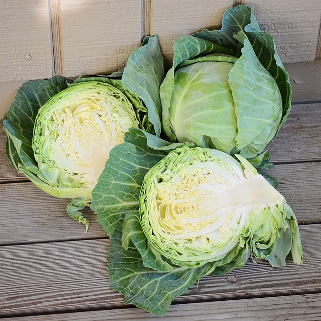 Front view of Quick Start cabbage heads, two whole and one halved showing dense pale interior on wooden surface
