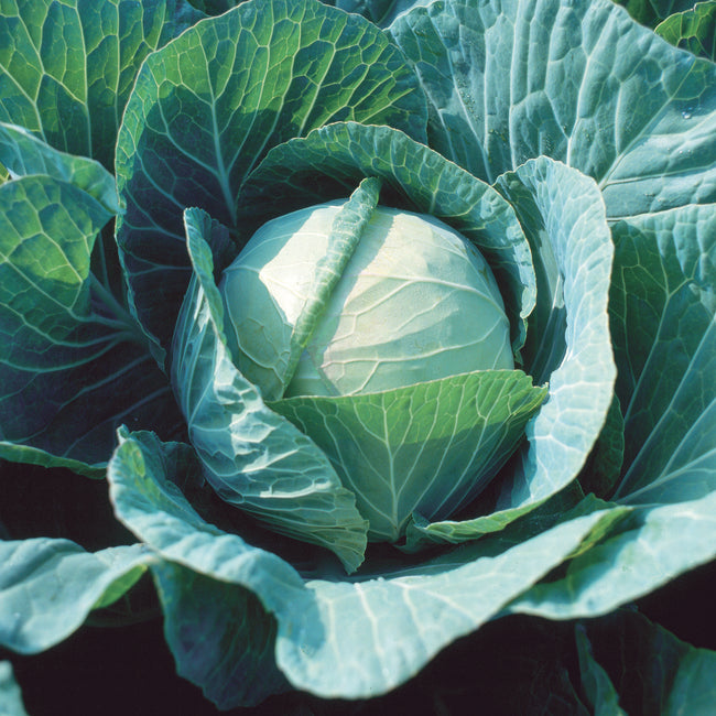 Close-up of Farao cabbage head showing dense, deep-green round head nestled in outer leaves on garden soil background