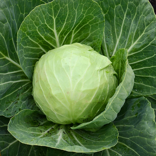 Close up of Katarina cabbage head showing compact 4 inch light green globe with surrounding outer leaves and water droplets