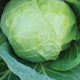 Close-up of Katarina cabbage showing a compact light-green 4-inch globe head with outer leaves