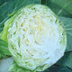 Close-up of Katarina cabbage cut in half showcasing compact, light-green, tightly layered head on white background