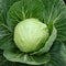 Close up of Katarina cabbage head showing compact 4 inch light green globe with surrounding outer leaves and water droplets