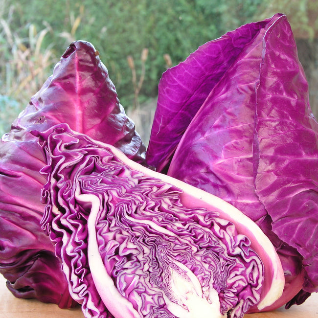 Close-up of Kalibos cabbage head showing purple-red interior and pointed swirling leaves on white background