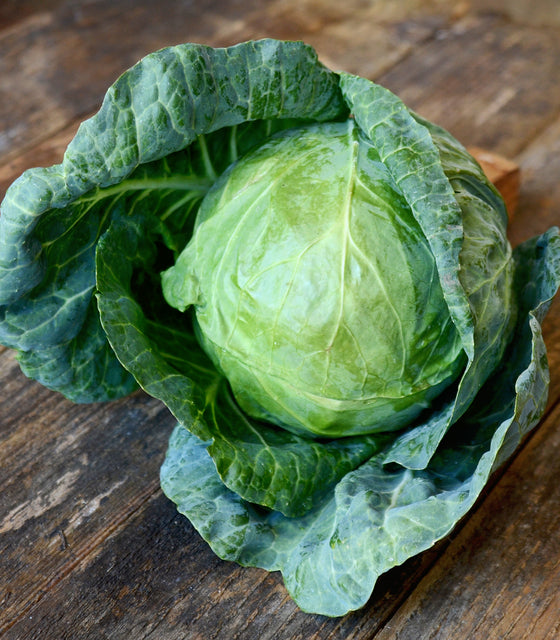 Close-up of Tiara cabbage showing a compact, dense 6-inch green head with outer leaves on soil