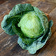 Close-up of Tiara cabbage showing a compact, dense 6-inch green head with outer leaves on soil