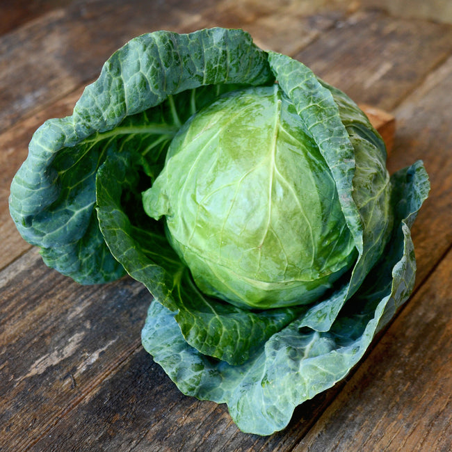 Close-up of Tiara cabbage showing a compact, dense 6-inch green head with outer leaves on soil