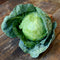 Close-up of Tiara cabbage showing a compact, dense 6-inch green head with outer leaves on soil