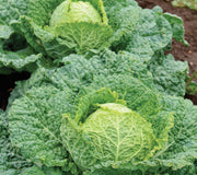 Close-up front view of Alcosa savoy cabbage showing compact head with heavily puckered green leaves on white background