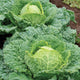 Close-up front view of Alcosa savoy cabbage showing compact head with heavily puckered green leaves on white background