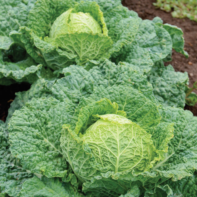 Close-up front view of Alcosa savoy cabbage showing compact head with heavily puckered green leaves on white background