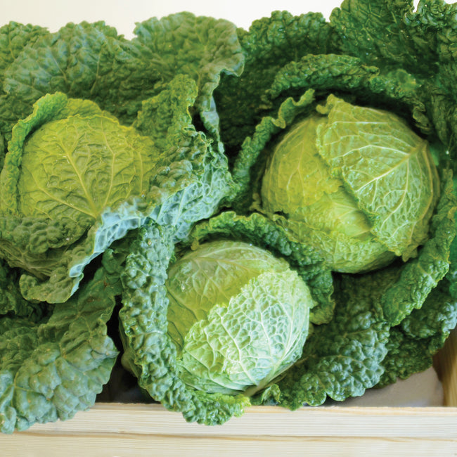 Front view of Alcosa savoy cabbage heads showing heavily puckered green leaves on white background