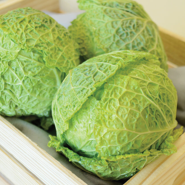 Front view of two Alcosa savoy cabbage heads showing heavily puckered green leaves on a wooden surface