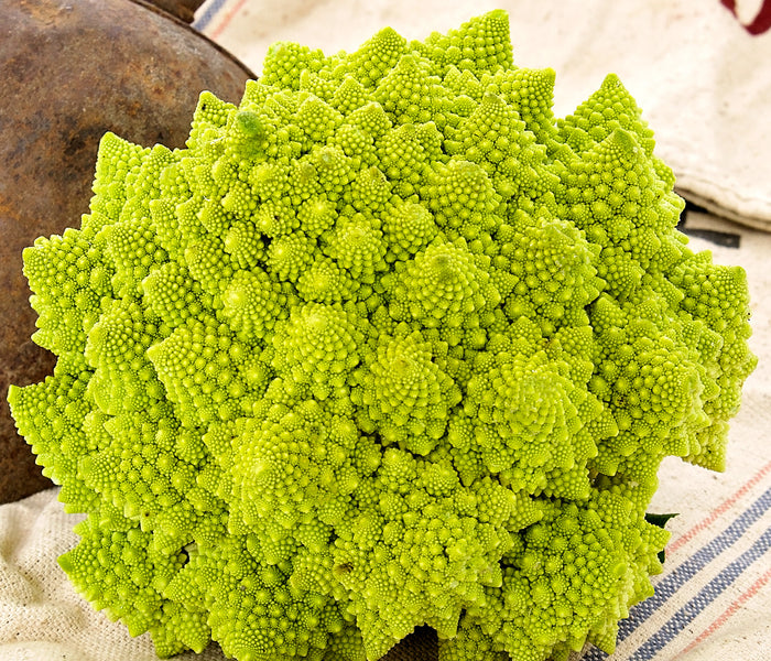 Close-up of Veronica romanesco cauliflower head showing fractal patterns on cloth with garden pot in background