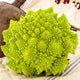 Close-up of Veronica romanesco cauliflower head showing fractal patterns on cloth with garden pot in background