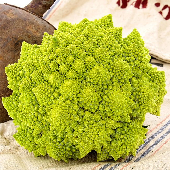 Close-up of Veronica romanesco cauliflower head showing fractal patterns on cloth with garden pot in background