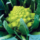 VERONICA-CAULIFLOWER