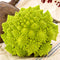 Close-up of Veronica romanesco cauliflower head showing fractal patterns on cloth with garden pot in background