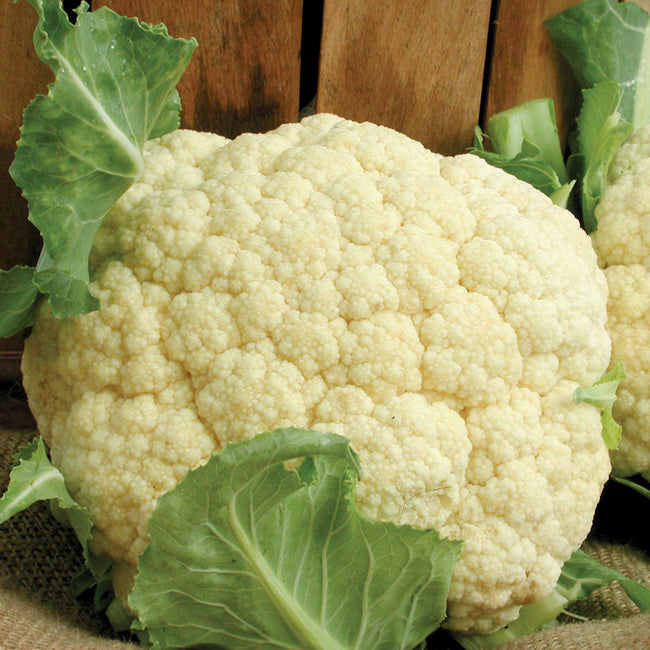Close-up of Snow Crown cauliflower head showcasing compact white domed curd and surrounding green leaves in garden