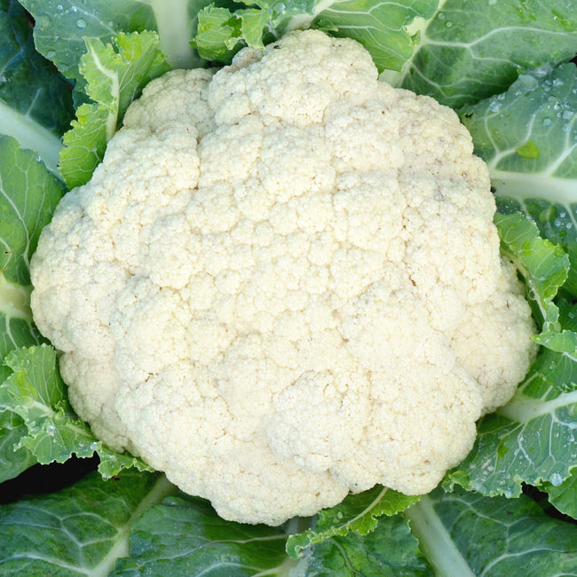 Close-up of Amazing cauliflower head showing a dense white domed curd and green wrapper leaves