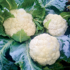 Close-up of Amazing cauliflower showing three dense white heads with green wrapper leaves and light frost on leaves