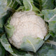 Top-down view of Skywalker cauliflower head showcasing tight white curds surrounded by green wrapper leaves